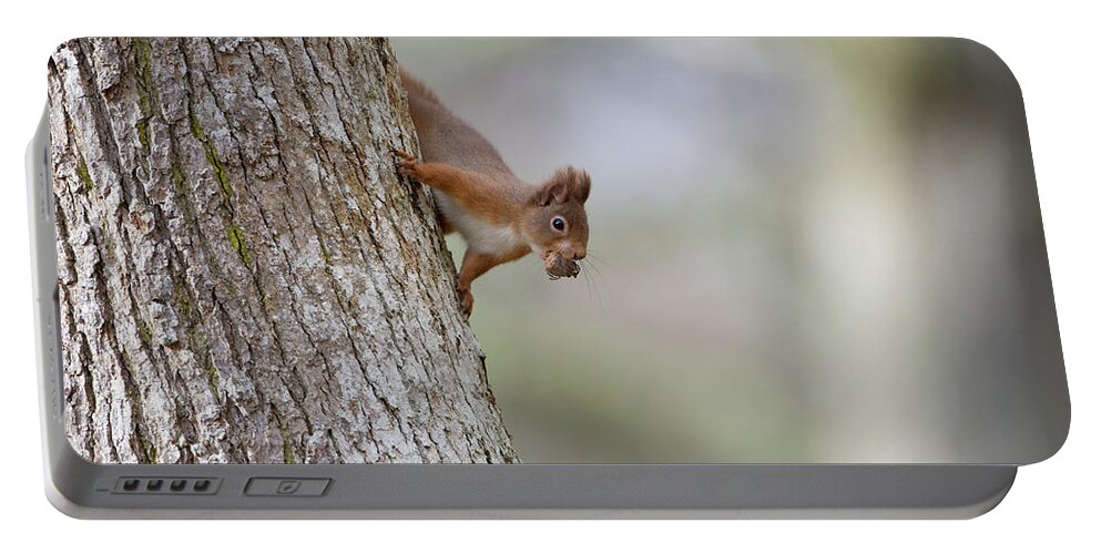 Red Portable Battery Charger featuring the photograph Red Squirrel Climbing Down A Tree by Pete Walkden