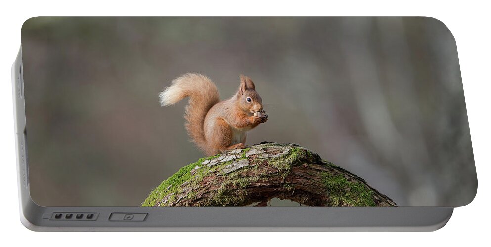 Red Portable Battery Charger featuring the photograph Red Squirrel Eating A Hazelnut by Pete Walkden