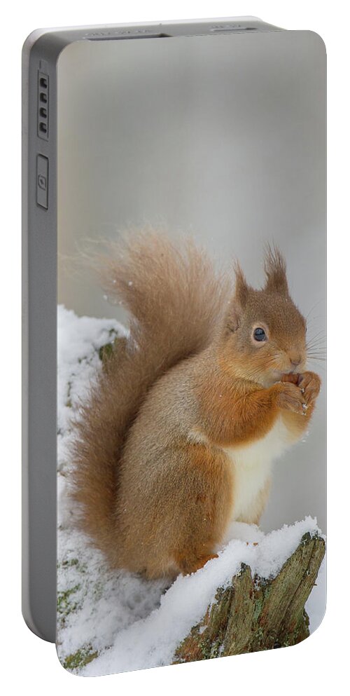 Red Portable Battery Charger featuring the photograph Red Squirrel In The Snow Side On by Pete Walkden