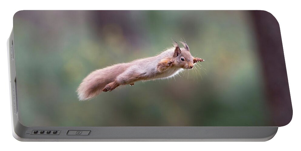 Red Portable Battery Charger featuring the photograph Red Squirrel Leaping by Pete Walkden