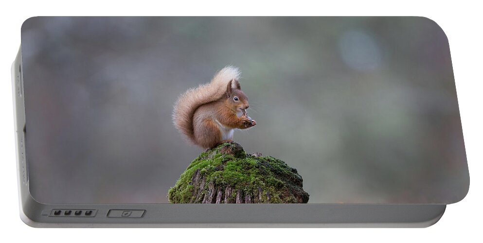 Red Portable Battery Charger featuring the photograph Red Squirrel Peeling A Hazelnut by Pete Walkden