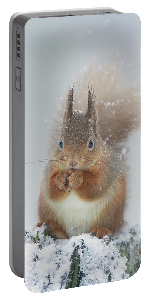 Red Portable Battery Charger featuring the photograph Red Squirrel With Snowflakes by Pete Walkden