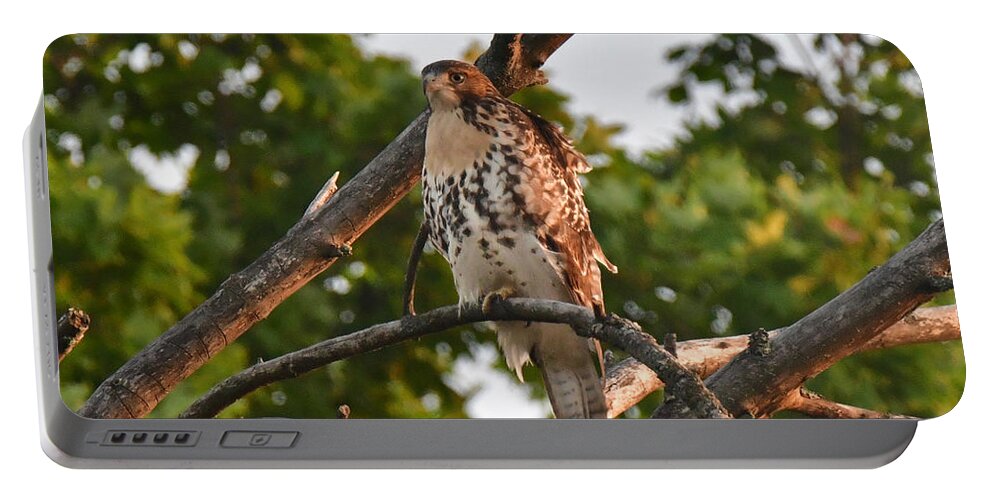 Animal Portable Battery Charger featuring the photograph Red-tailed Hawk 5310 by Michael Peychich