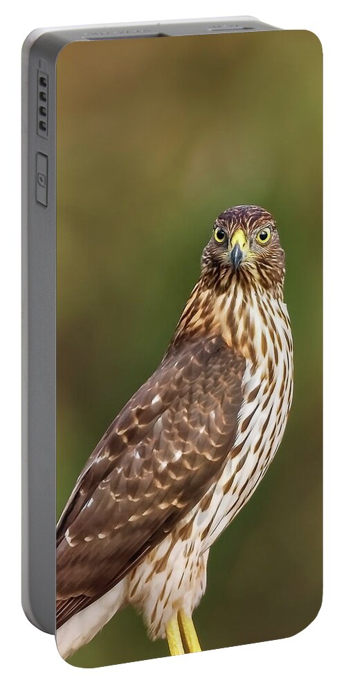 Amelia Island Portable Battery Charger featuring the photograph Red-Tailed Hawk by Peter Lakomy