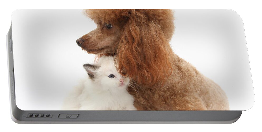 Animal Portable Battery Charger featuring the photograph Red Toy Poodle And Kitten by Mark Taylor