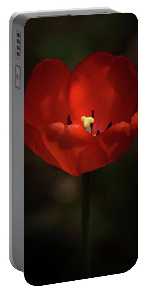 Tulip Portable Battery Charger featuring the photograph Red Tulip by Ernest Echols