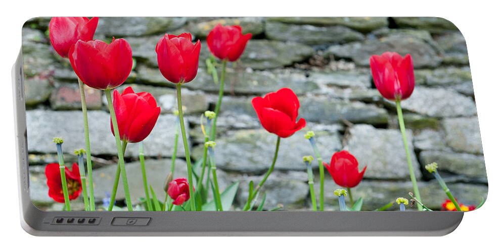 Red Portable Battery Charger featuring the photograph Red Tulips by Helen Jackson
