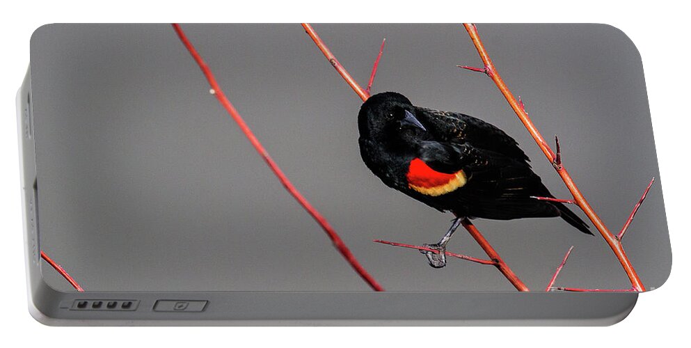 Red-winged Blackbird Portable Battery Charger featuring the photograph Red Twigs by Jim Garrison
