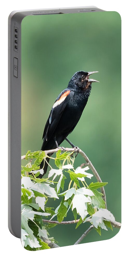 Red-winged Blackbird Portable Battery Charger featuring the photograph Red-Winged Blackbird by Holden The Moment