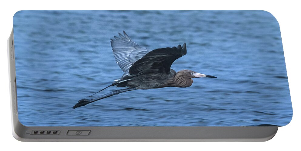 Reddish Egret Portable Battery Charger featuring the photograph Reddish Egret in Flight by John Harmon