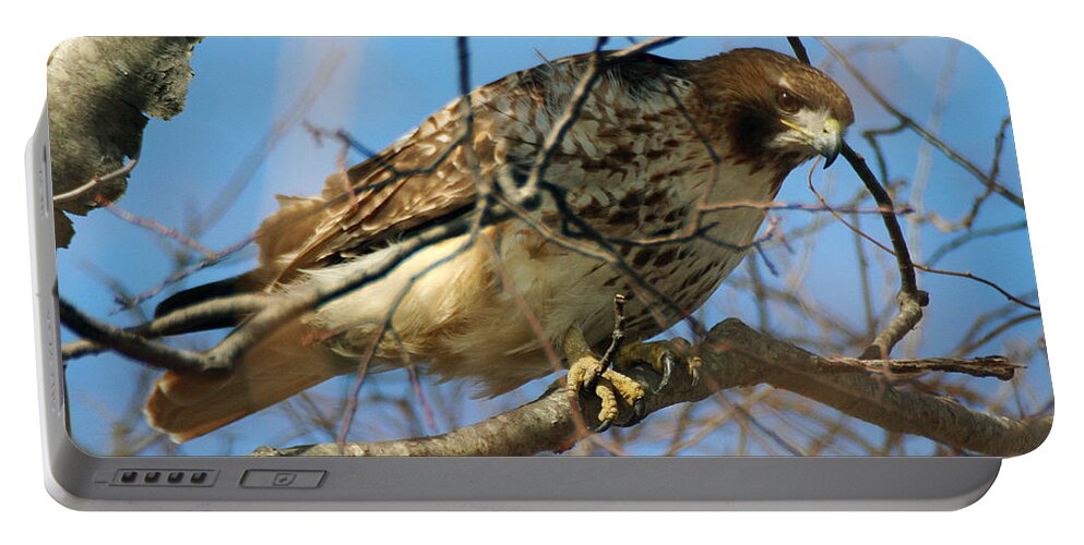 Wildlife Portable Battery Charger featuring the photograph Redtail Among Branches by William Selander