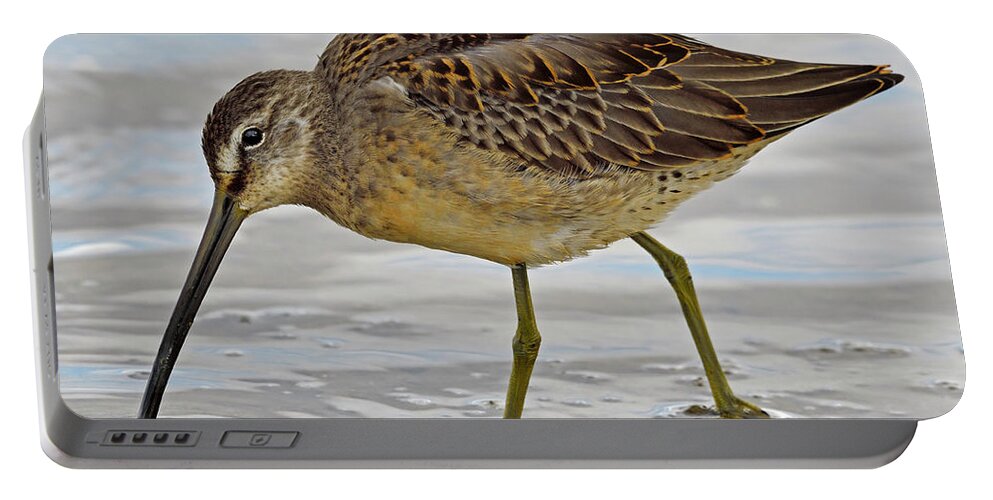 Long-billed Dowitcher Portable Battery Charger featuring the photograph Refueling by Tony Beck