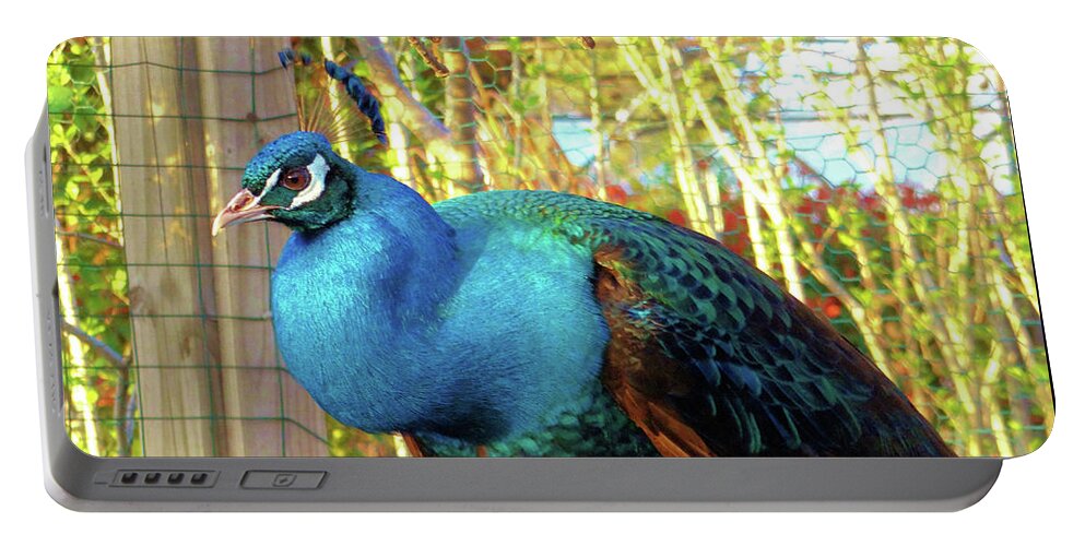 Peacock Portable Battery Charger featuring the photograph Peacock Perch by Doris Aguirre