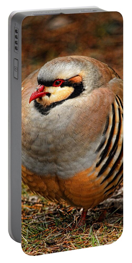 Wildlife Portable Battery Charger featuring the photograph Resting Chukar by Dale Kauzlaric