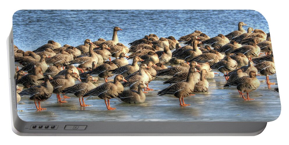 Greater White-fronted Goose Portable Battery Charger featuring the photograph Resting on Iowa Ice by J Laughlin