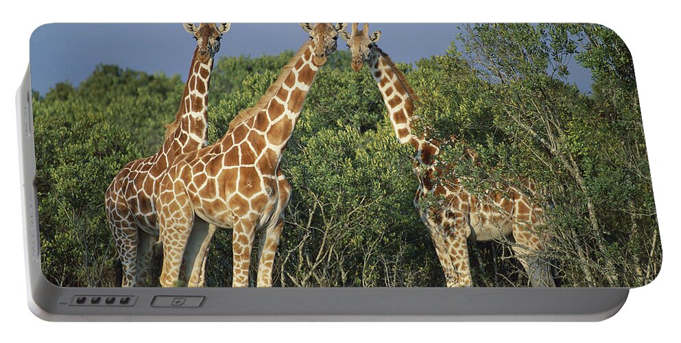 00910207 Portable Battery Charger featuring the photograph Reticulated Giraffe Trio by Kevin Schafer