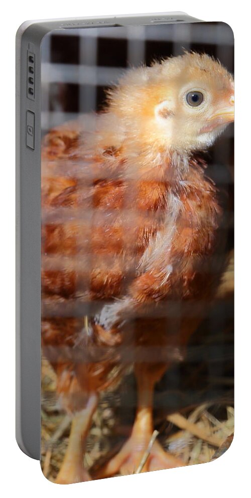 Chicken Portable Battery Charger featuring the photograph Rhode Island Red Chick At Five Weeks by Daniel Reed