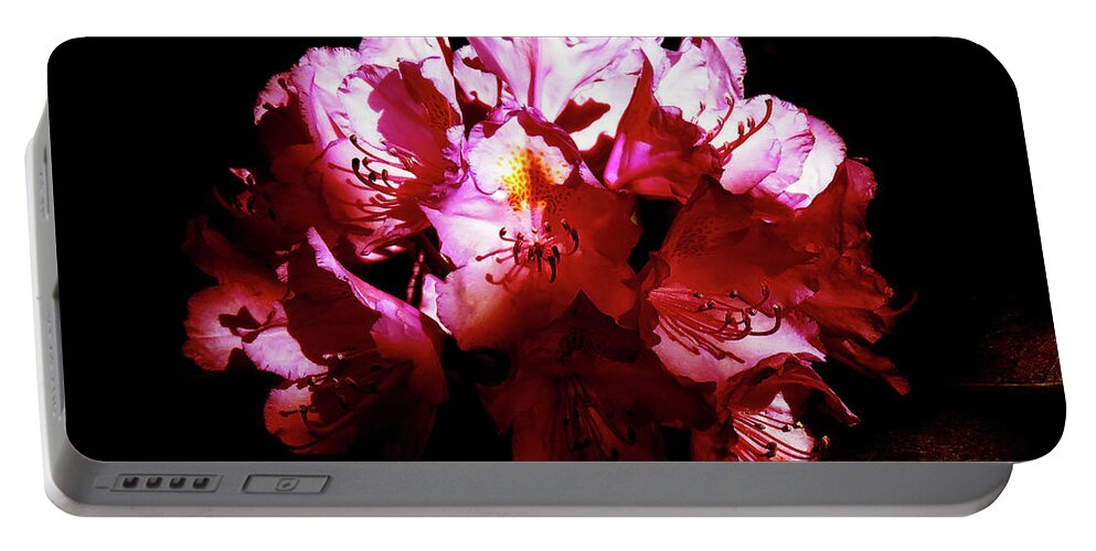 Rhododendron Portable Battery Charger featuring the photograph Rhododendron In The Shadows by Johanna Hurmerinta