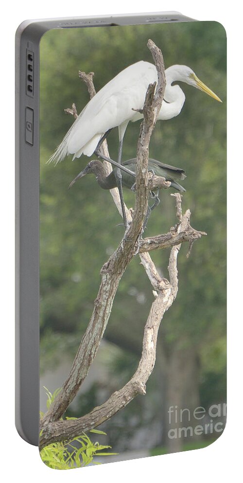 Nature Portable Battery Charger featuring the photograph Right by Alison Belsan Horton