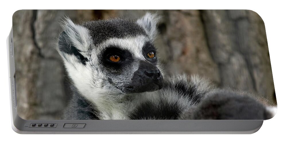 Ring Tailed Lemur Portable Battery Charger featuring the photograph Ring-Tailed Lemur by Sam Rino