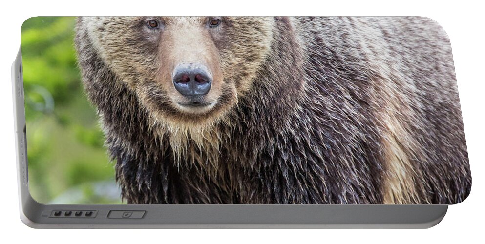 Grizzly Portable Battery Charger featuring the photograph River Crossing by Kevin Dietrich