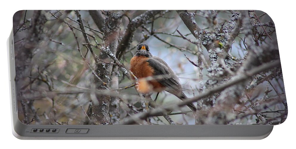 Robin Portable Battery Charger featuring the photograph Robin by Leone Lund