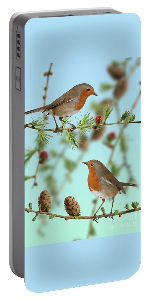 European Larch Portable Battery Charger featuring the photograph Robins on larch by Warren Photographic