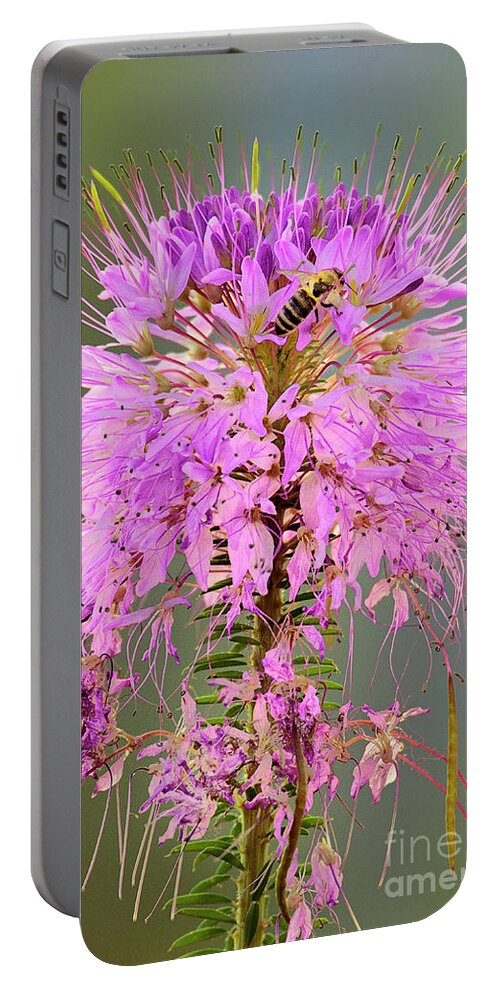 Dave Welling Portable Battery Charger featuring the photograph Rocky Mountain Beeplant Cleome Serrulata And Honey Bee by Dave Welling