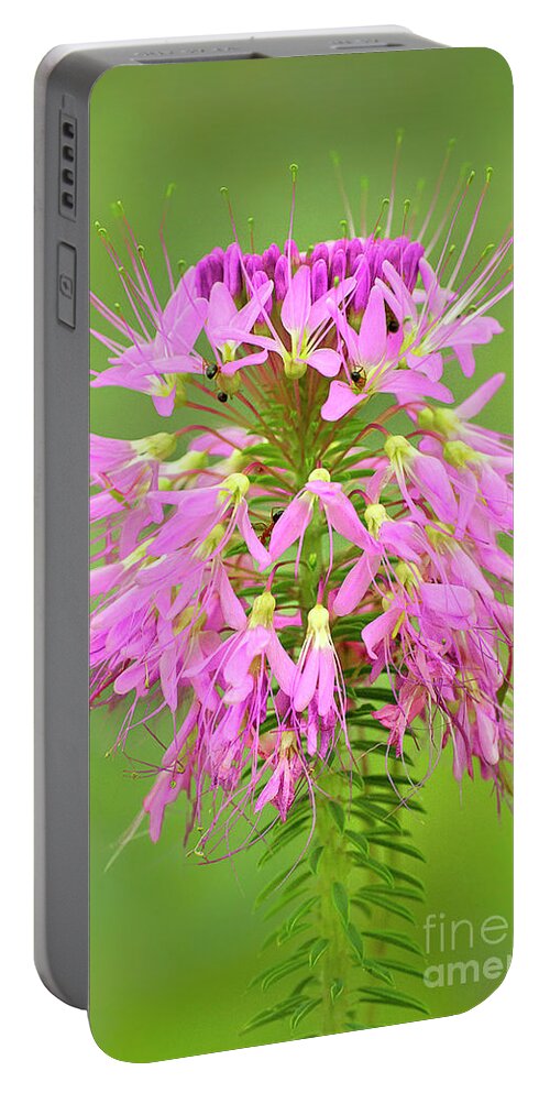 Dave Welling Portable Battery Charger featuring the photograph Rocky Mountain Beeplant Wildflower Cleome Serrulata Wi by Dave Welling