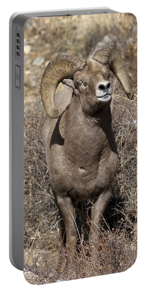 Rocky Portable Battery Charger featuring the photograph Rocky Mountain Big Horn sheep by Gary Langley