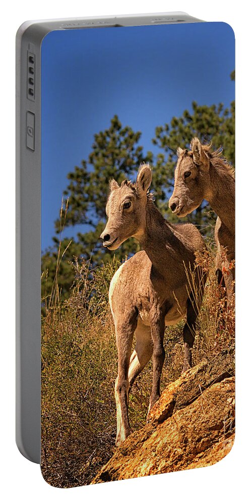 Rocky Mountain Bighorn Sheep Lambs Portable Battery Charger featuring the photograph Rocky Mountain Bighorn Sheep Lambs by Priscilla Burgers