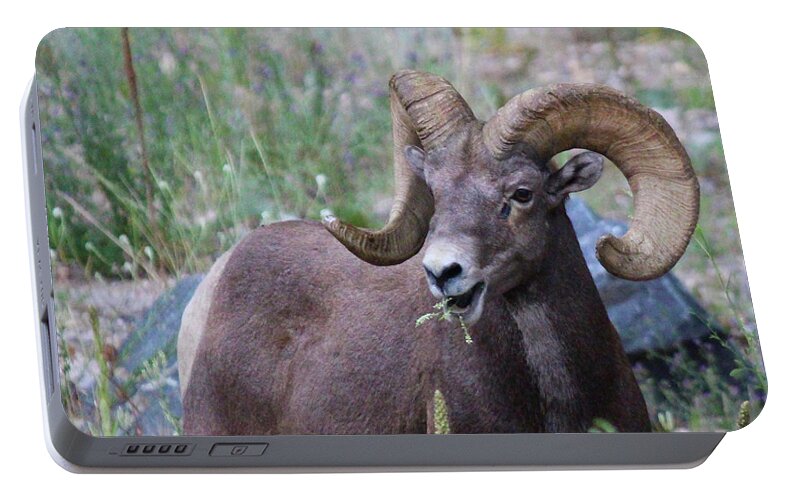 Bighorn Sheep Portable Battery Charger featuring the photograph Rocky Mountain Bighorn Sheep by Pat McGrath Avery