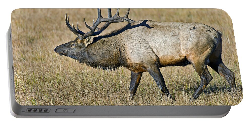 Bull Portable Battery Charger featuring the photograph Rocky Mountain Elk by Gary Langley