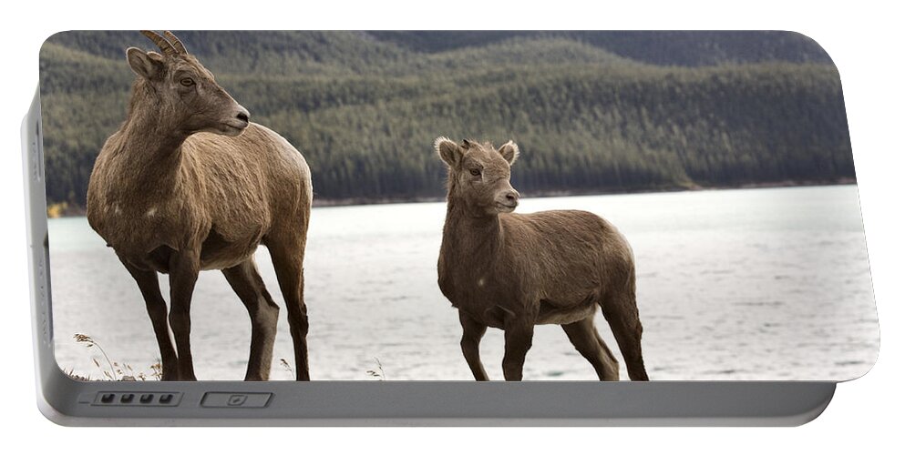 Sheep Portable Battery Charger featuring the digital art Rocky Mountain Sheep by Mark Duffy