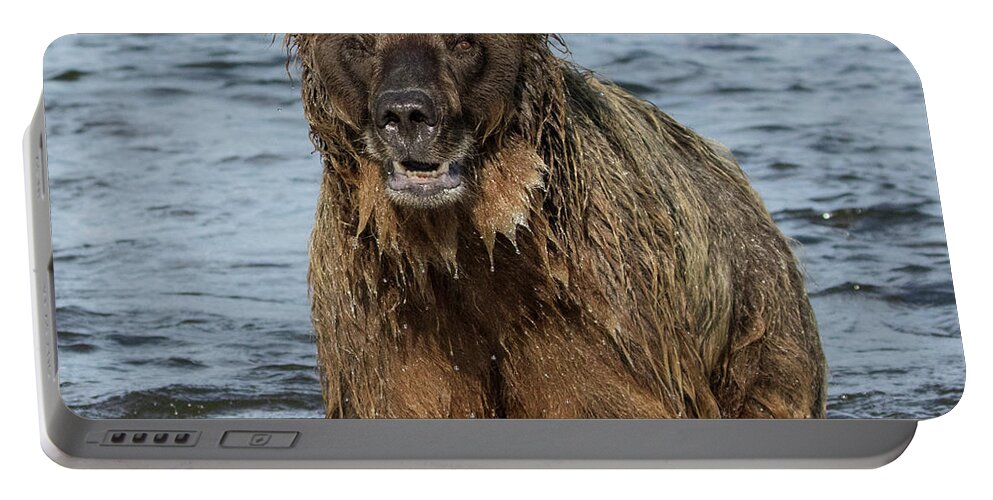 Alaska Portable Battery Charger featuring the photograph Rogue Bear by Cheryl Strahl