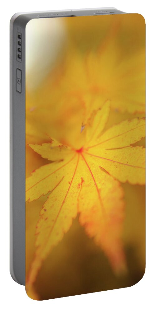 Jenny Rainbow Fine Art Photography Portable Battery Charger featuring the photograph Romance with Autumn. Japanese Maple Leaves 9 by Jenny Rainbow