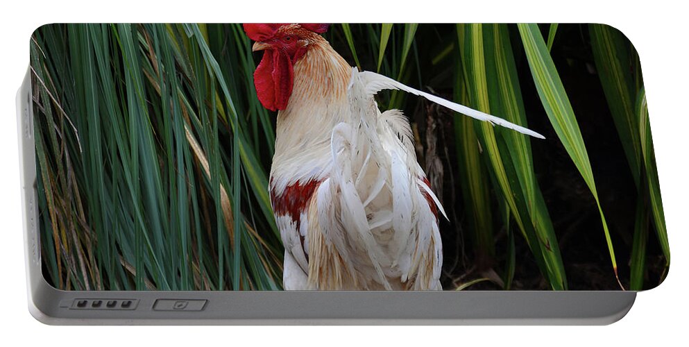 Grasses Portable Battery Charger featuring the photograph Rooster in the Green by Alison Belsan Horton