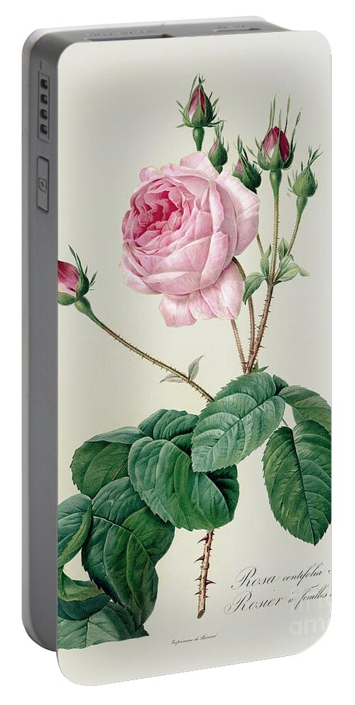 Rosa Portable Battery Charger featuring the drawing Rosa Centifolia Bullata by Pierre Joseph Redoute