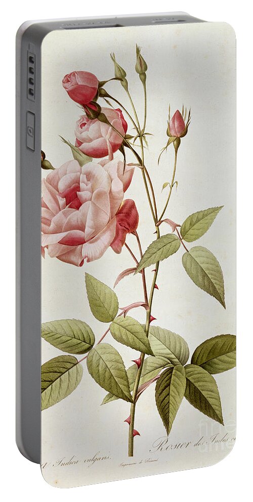 Rosa Portable Battery Charger featuring the painting Rosa Indica Vulgaris by Pierre Joseph Redoute