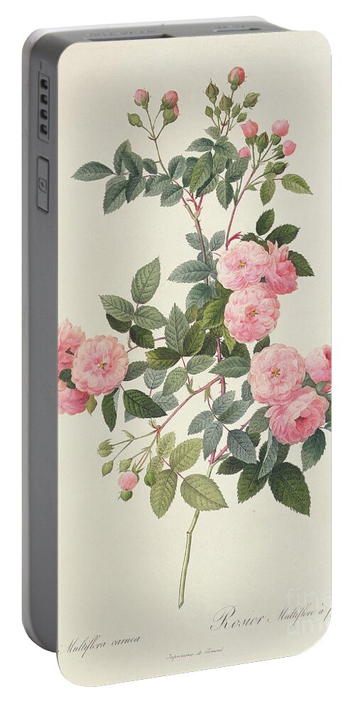 Rosa Portable Battery Charger featuring the drawing Rosa Multiflora Carnea by Pierre Joseph Redoute