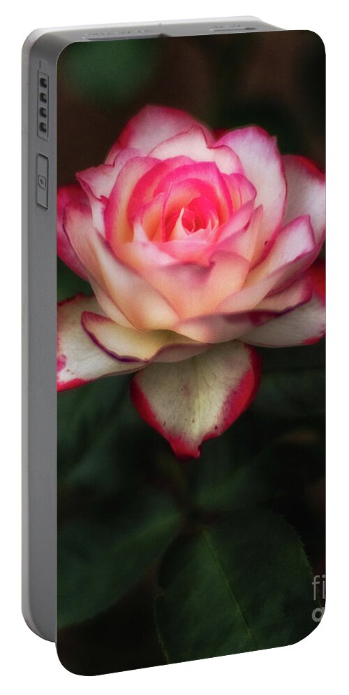Anniversary Portable Battery Charger featuring the photograph Rose by Bill Frische