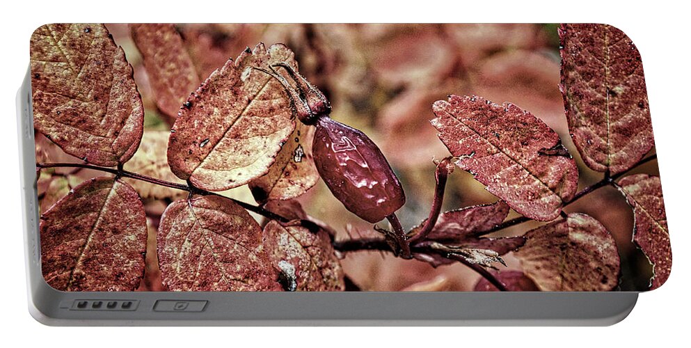 Rosehip Portable Battery Charger featuring the photograph Rose Hip Dramatic by Cathy Mahnke