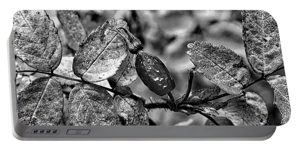 Rosehip Portable Battery Charger featuring the photograph Rose Hip Monochrome by Cathy Mahnke