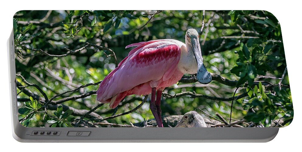 Birds Portable Battery Charger featuring the photograph Roseate Spoonbill and Chick by DB Hayes