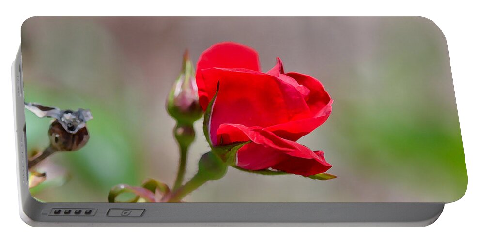 Rose Portable Battery Charger featuring the photograph Roses Are Red by Kerri Farley
