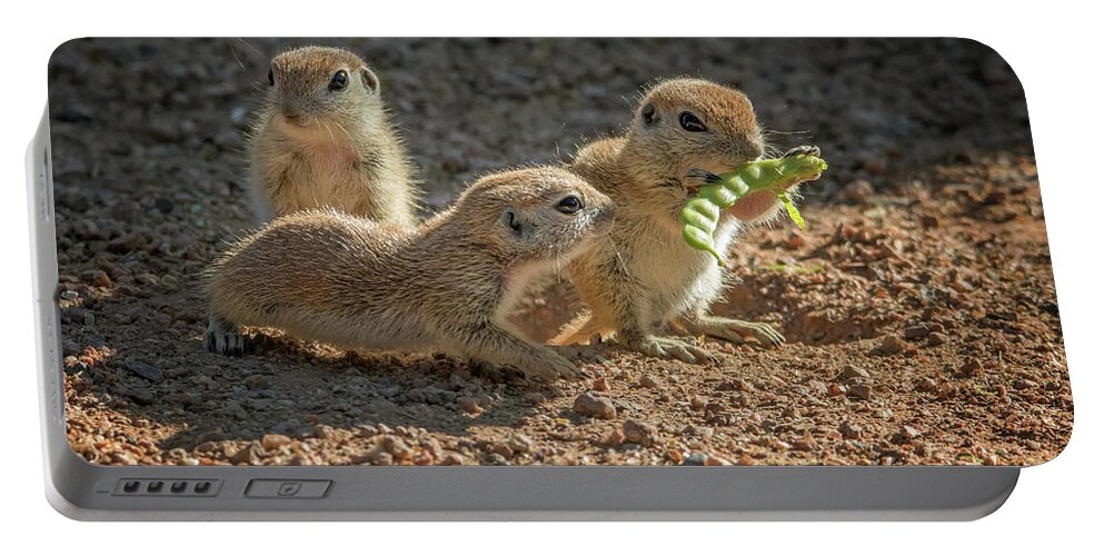 Round-tailed Portable Battery Charger featuring the photograph Round-tailed Ground Squirrels 1198 by Tam Ryan