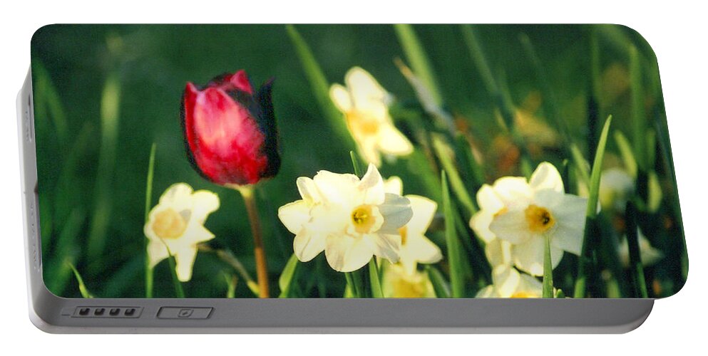 Tulips Portable Battery Charger featuring the photograph Royal Spring by Steve Karol