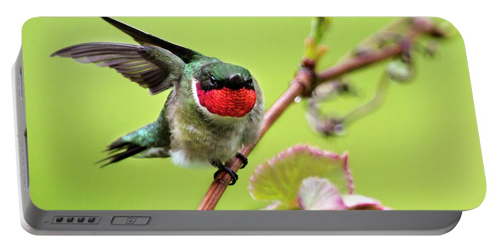 Birds Portable Battery Charger featuring the photograph Ruby Garden Hummingbird by Christina Rollo