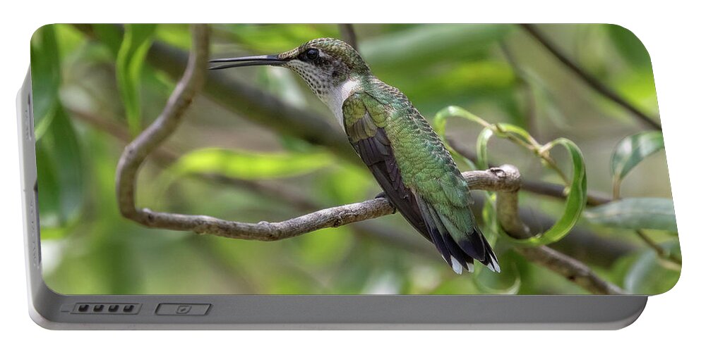 Hummingbirds Portable Battery Charger featuring the photograph Ruby-Throated Hummingbird - Female by DB Hayes