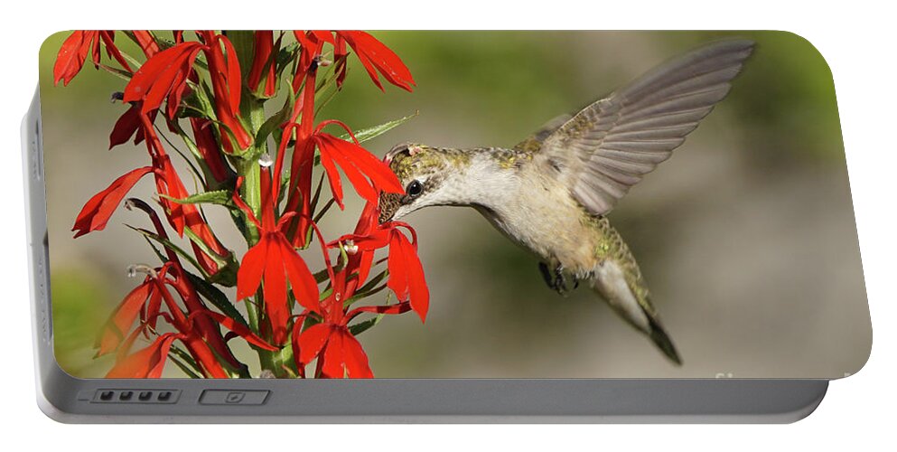 Robert E Alter Portable Battery Charger featuring the photograph Ruby-Throated Hummingbird Sips on Cardinal Flower by Robert E Alter Reflections of Infinity